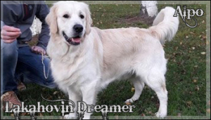 Lakahovin Dreamer - Alpo